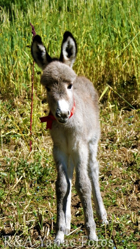 baby burro